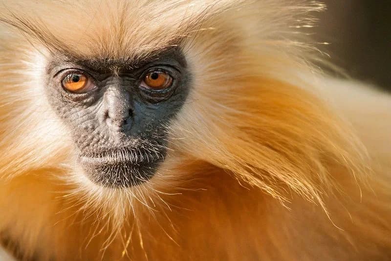 Seven Rescued Golden Langurs Released into Wild at Assam’s Sikhna Jwhwlao National Park