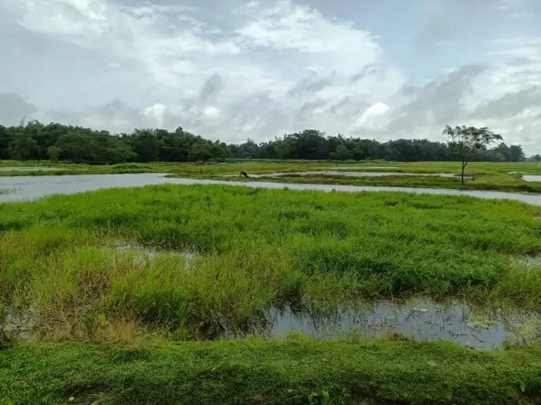 Assam's Borjuli Wetland Declared Biodiversity Heritage Site for Conserving Wild Rice