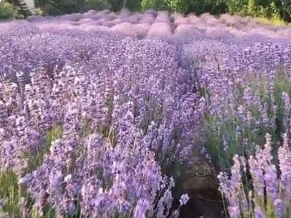 Dr. Jitendra Singh inaugurates India’s ‘First Lavender Festival' in Bhaderwah