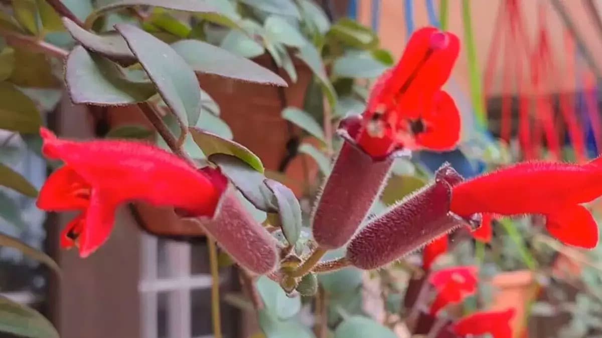 Lipstick Plant: Rare lipstick plane found in Arunachal Pradesh after 100 years