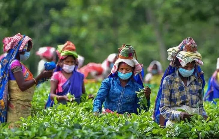 Wages of tea workers in Assam increased by ₹27 per day