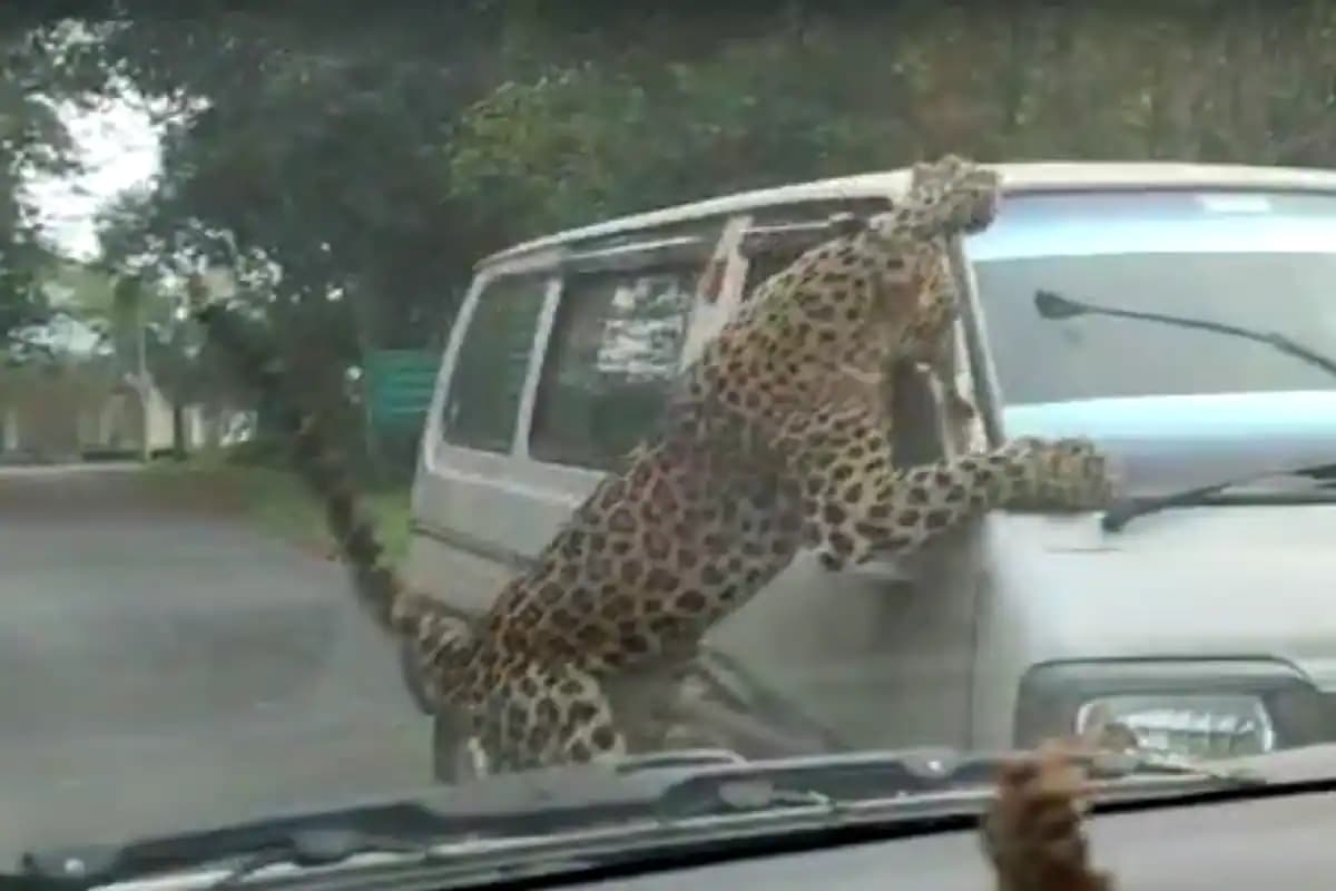 Video – At least 15 forest personnel injured in Leopard spell in Assam