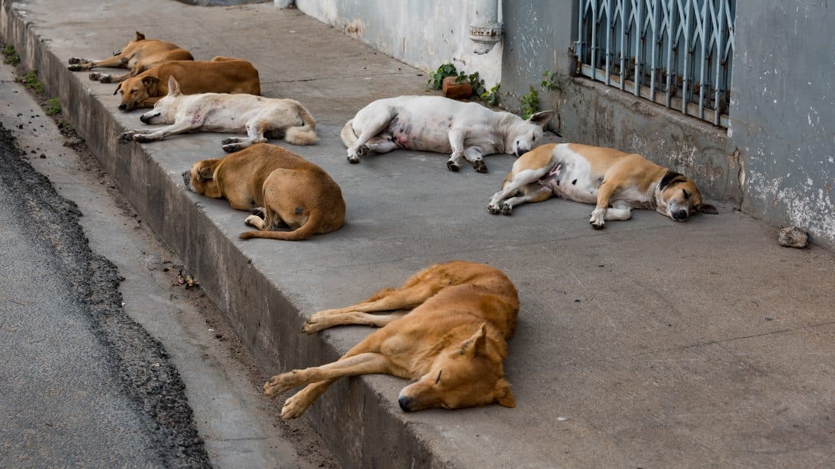 'Send stray dogs to Assam for consumption': Says Maharastra MLA
