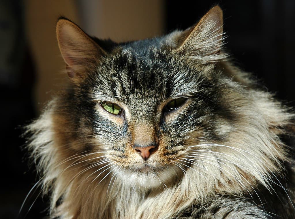Disturbing Incident in Kuttippuram: Assam Man Consumes Raw Cat Flesh Due to Extreme Hunger