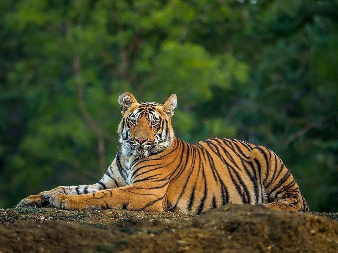 Over 1,000 Villagers Kill Royal Bengal Tiger in Assam's Golaghat District
