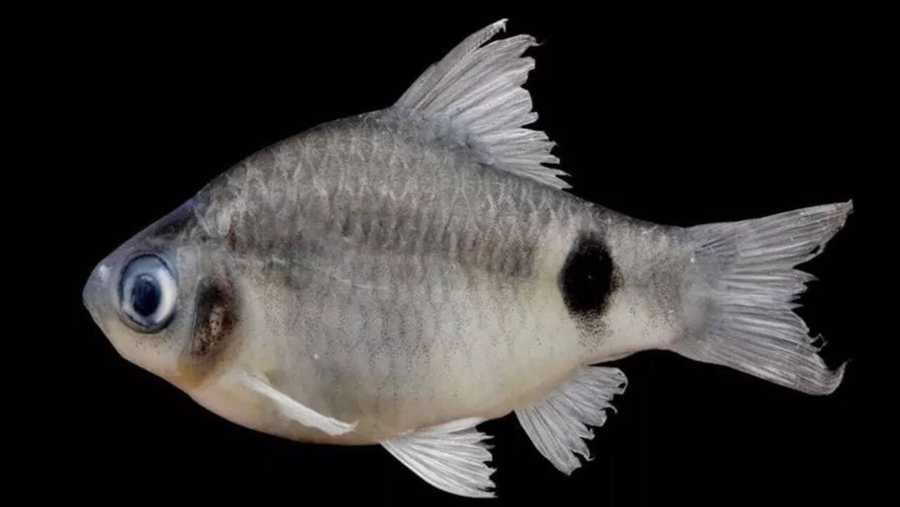 New Cyprinid Fish Species Discovered in Brahmaputra River