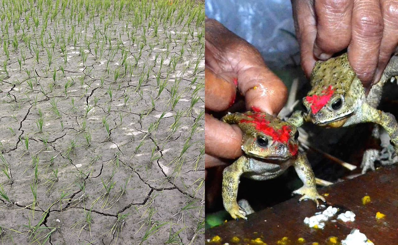 Drought in Assam: Will Frog Marriage for Rain Ever End?