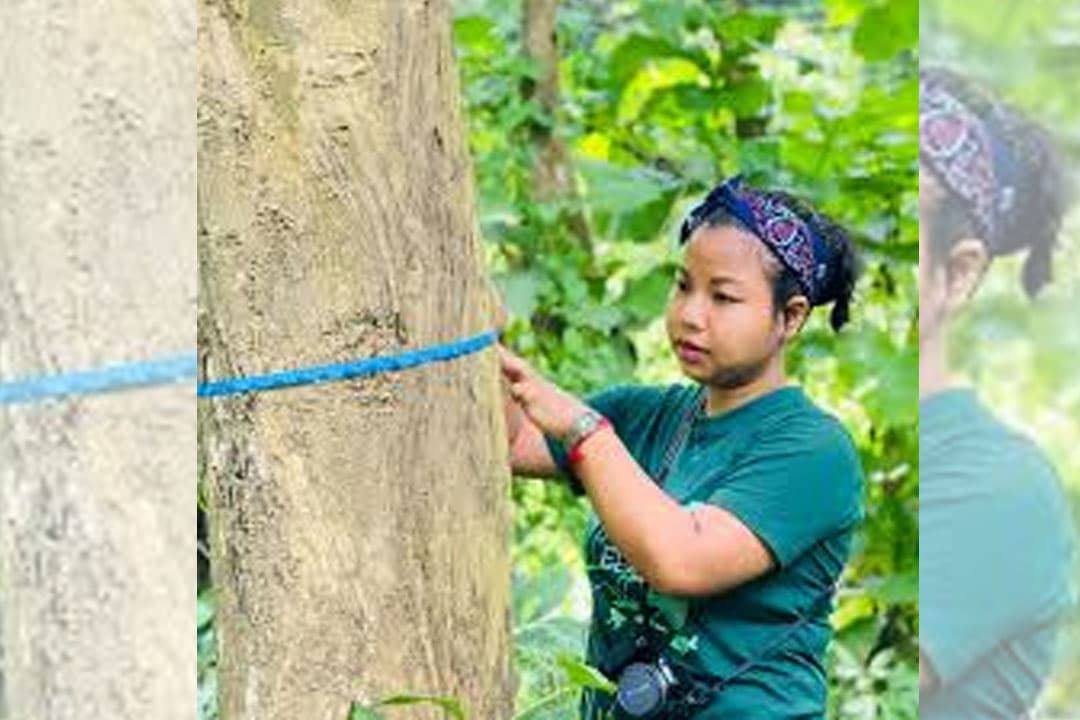Guarding the Khasi Holly: Assam Conservationist Leads Mission to Save One of the World’s Rarest Trees