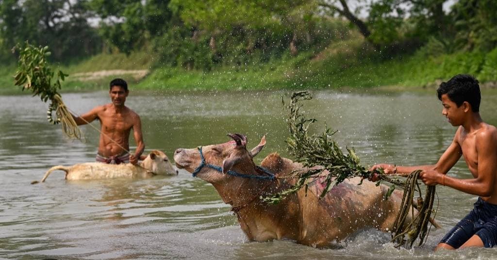 Goru Bihu Celebrated Across Assam, Honouring Cattle Ahead of Rongali Bihu