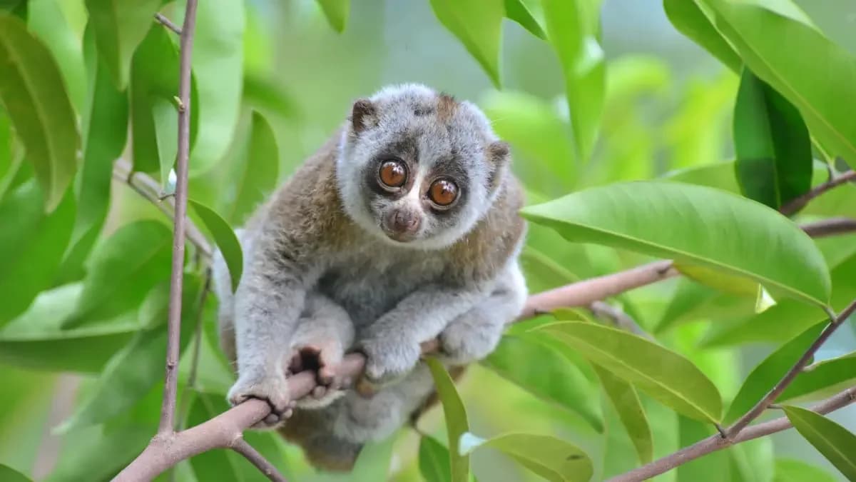 Injured Bengal Slow Loris Rescued and Released into Forest in Assam’s Karbi Anglong