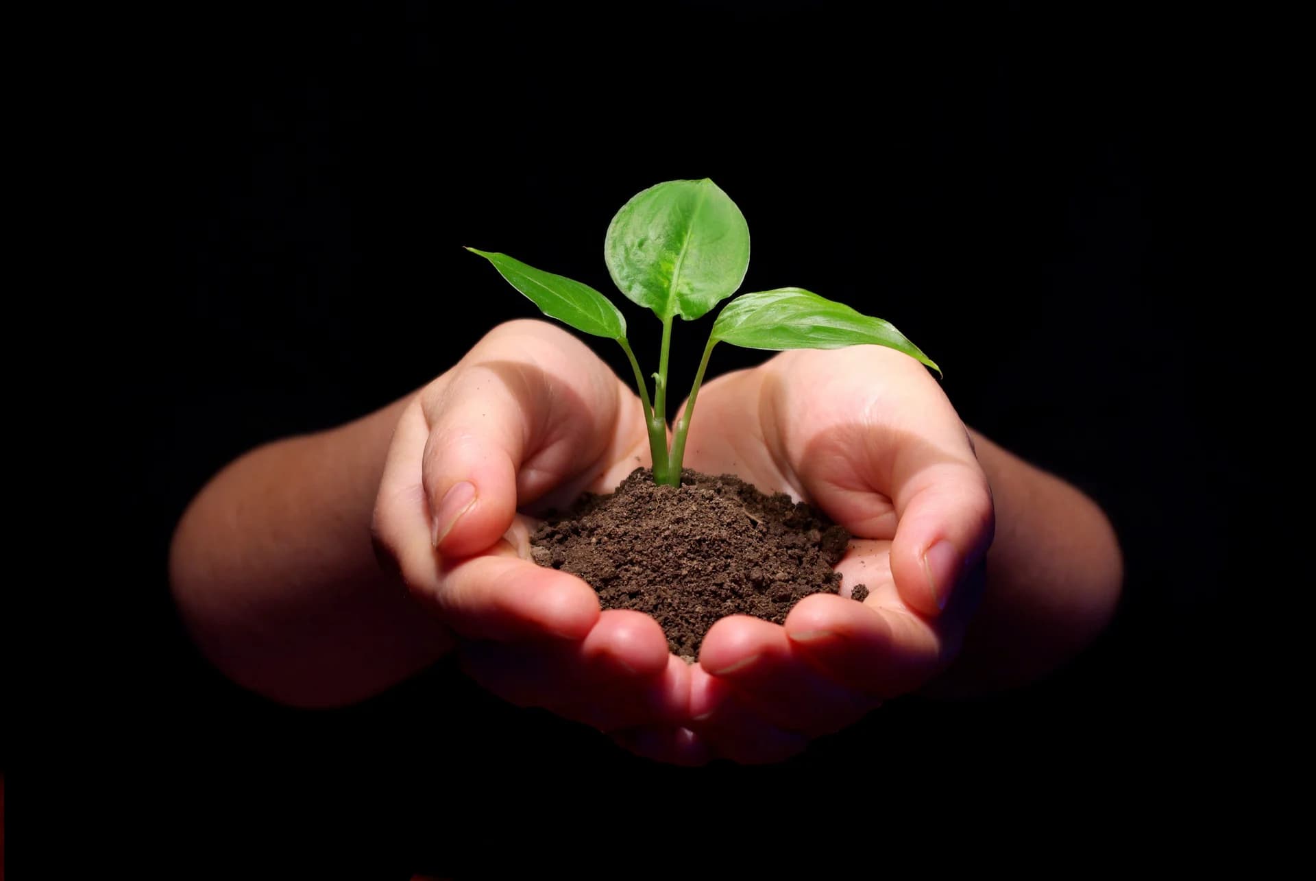 Assam to Plant One Crore Saplings Under Amrit Brikshya Andolan from August 10