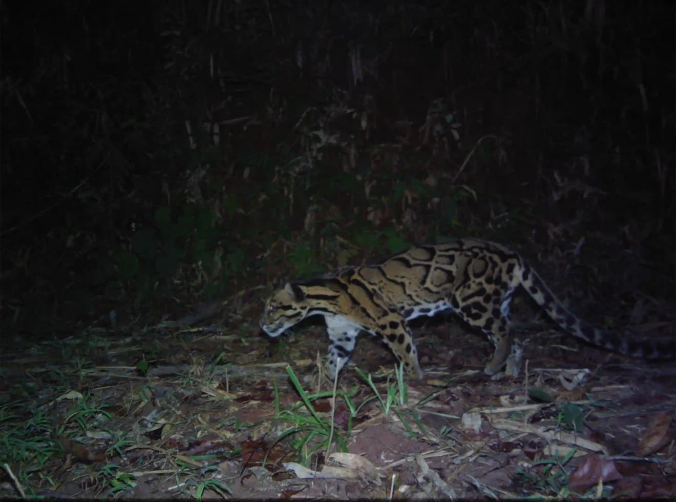 Meghalaya Launches 'Mission Clouded Leopard' to Protect State Animal