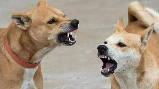 Eight Children Among 25 Bitten at Cachar Durga Puja Pandal After Stray Dog Charges Into Crowd