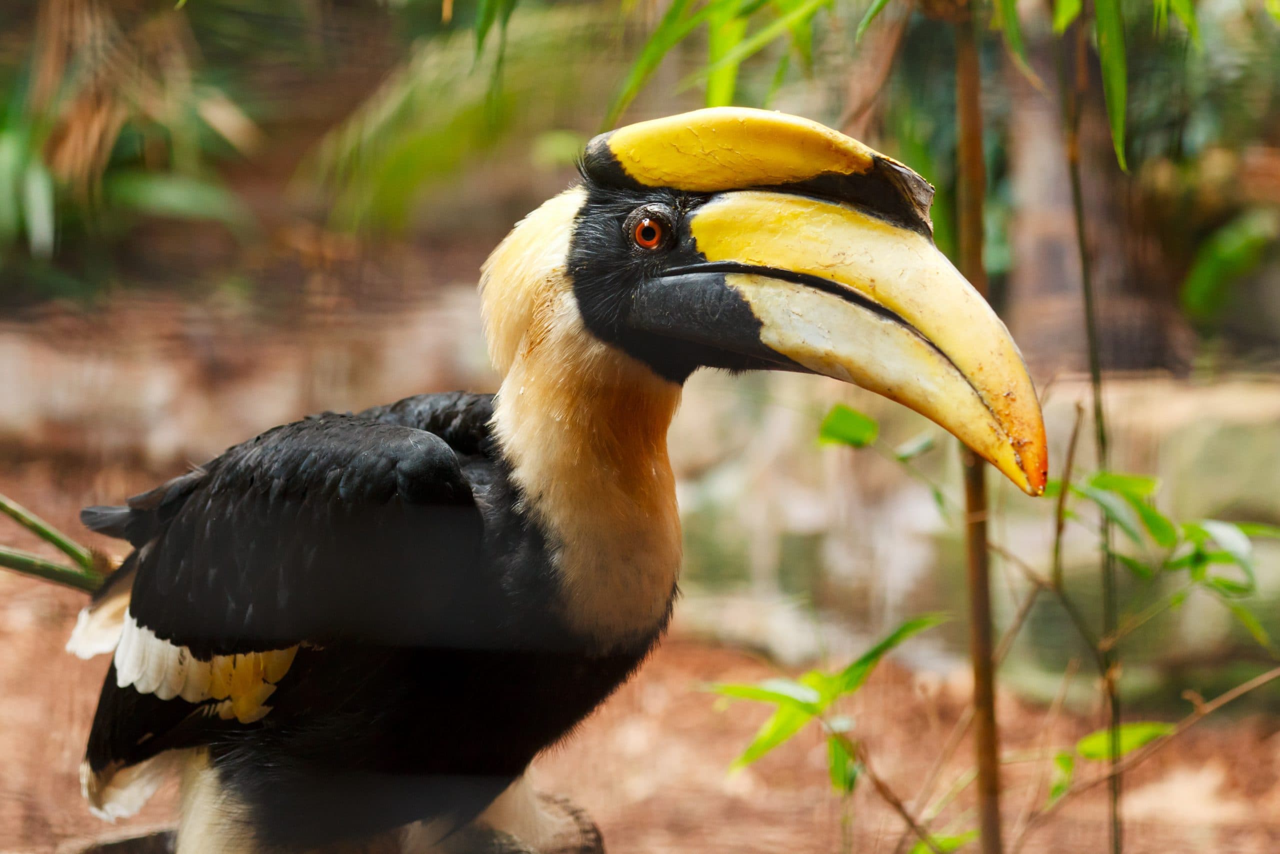 Hornbill Killing: Video of the brutal killing of the rare bird Hornbill in Nagaland went viral, three people arrested
