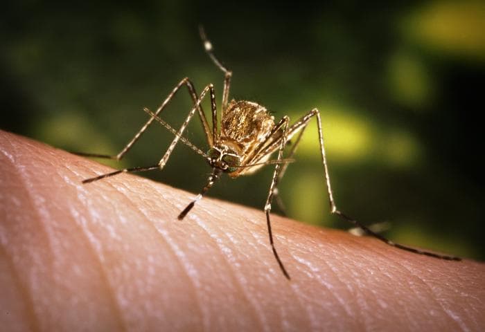 Japanese Encephalitis: 44 people died in Assam in Japanese encephalitis!