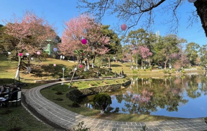 Cherry Blossom Festival, Shillong, 2022 - Here's everything you need to know about Cherry Blossom Festival