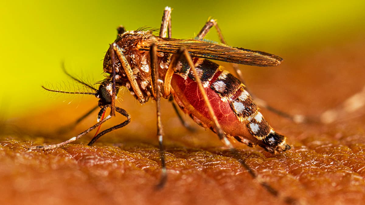 Anti-Malaria Month and Dengue Awareness Fortnight Launched in Kamrup Metropolitan District