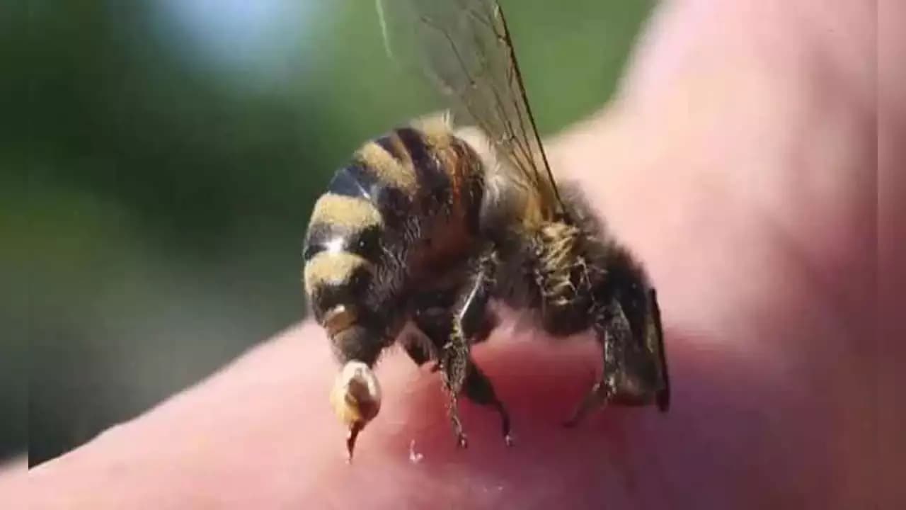Man Dies, 3 Critical After Bee Attack in Assam's Morigaon