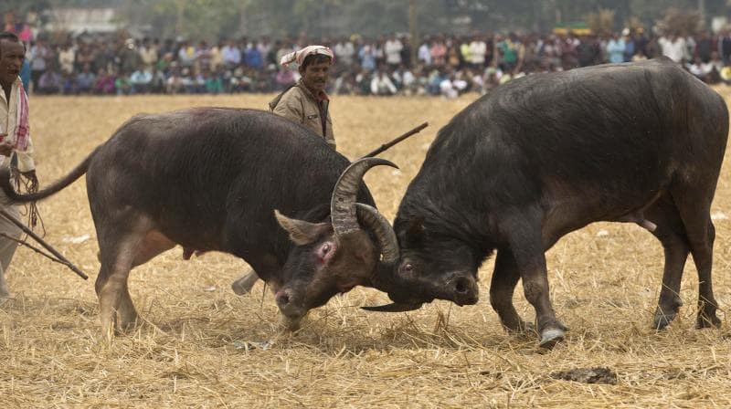 Magh Bihu Celebrations: Assam Reintroduces Buffalo and Bulbul Fights After Long Hiatus