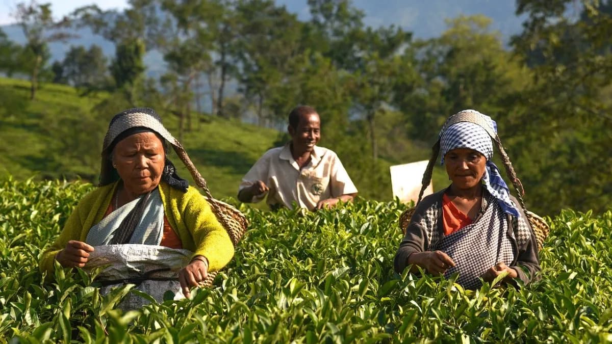 Assam Tea Industry Seeks Government Support for Global Promotion Amid Challenges
