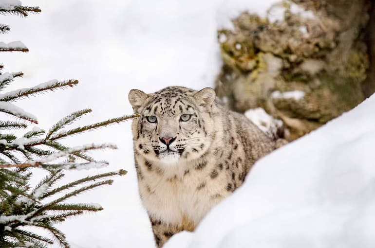 India Estimates National Snow Leopard Population at 718