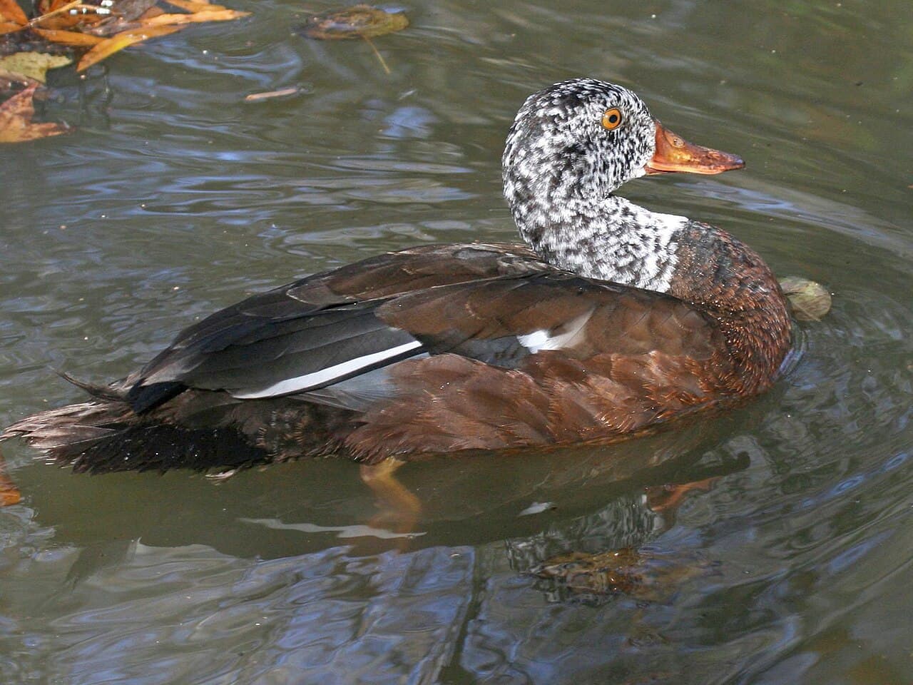 National Birds Day - 8 things to know about Assam's State Bird White-winged Duck