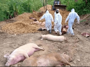 African Swine Fever Continues to Spread in Mizoram, 635 Pigs Dead