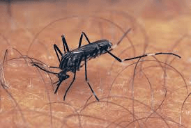 After one death in Kerala, TN deploys Mobile Medical Teams in 12 blocks in Coimbatore to check spread of West Nile Virus