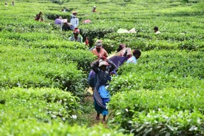 Assam Chief Minister Celebrates International Tea Day, Highlights State’s Tea Gardens