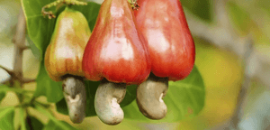Goa keen to have GI tag for cashew fruit, nut, ‘Urrak’