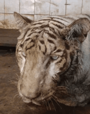 Hyderabad's Nehru Zoo Bids Farewell to Ailing White Tiger 'Abhimanyu'