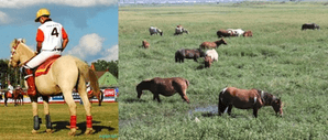 Saving the Iconic Manipuri Pony: State Takes Steps to Protect Declining Numbers
