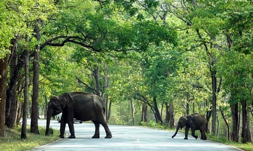 Three Wild Elephants Found Dead in Manas National Park as Assam's Wildlife Crisis Deepens