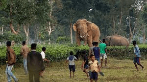 Two Dead, One Injured as Human-Elephant Conflict Escalates in Assam