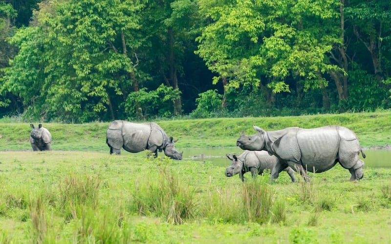 Armed Poacher Killed in Kaziranga Encounter Amid Intensified Anti-Poaching Drive