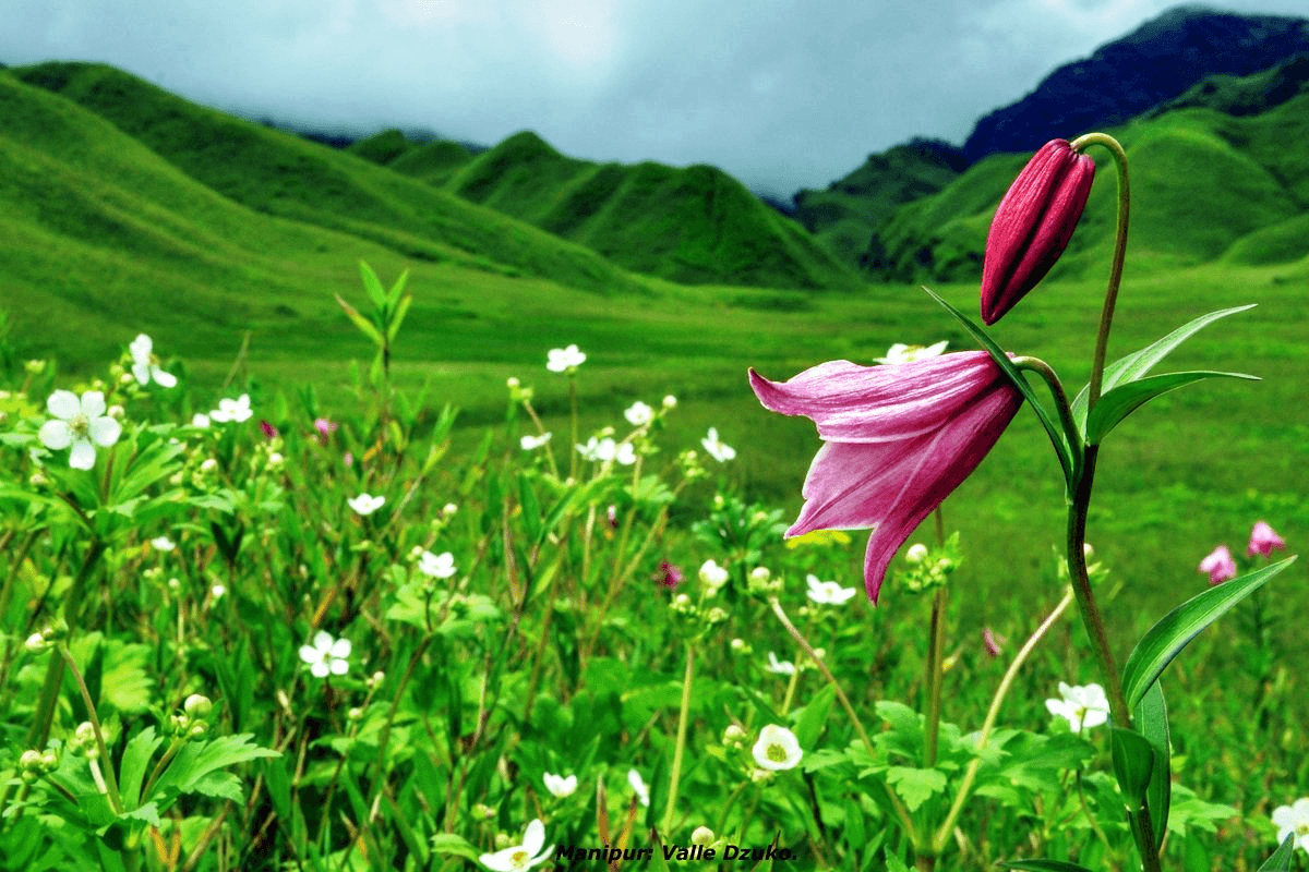 Shirui Lily Festival to Resume After Two-Year Hiatus, Celebrating 75th Anniversary of Iconic Flower's Discovery