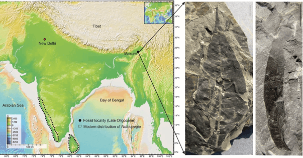 Scientists Discover 24-Million-Year-Old Plant Fossil in Assam, Rewriting India's Biodiversity History