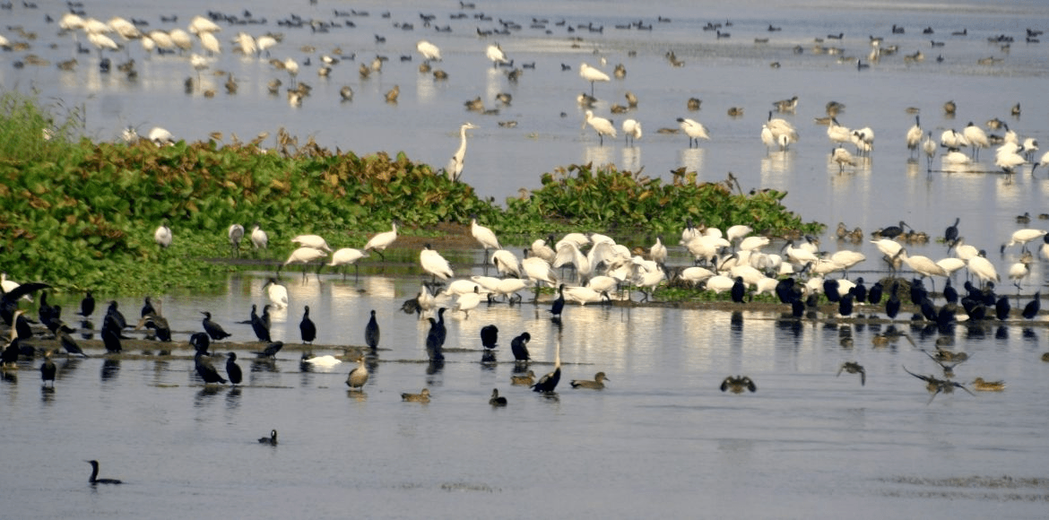 PM Modi Hails Kaziranga’s Bird Census Using AI in ‘Mann Ki Baat’ Episode