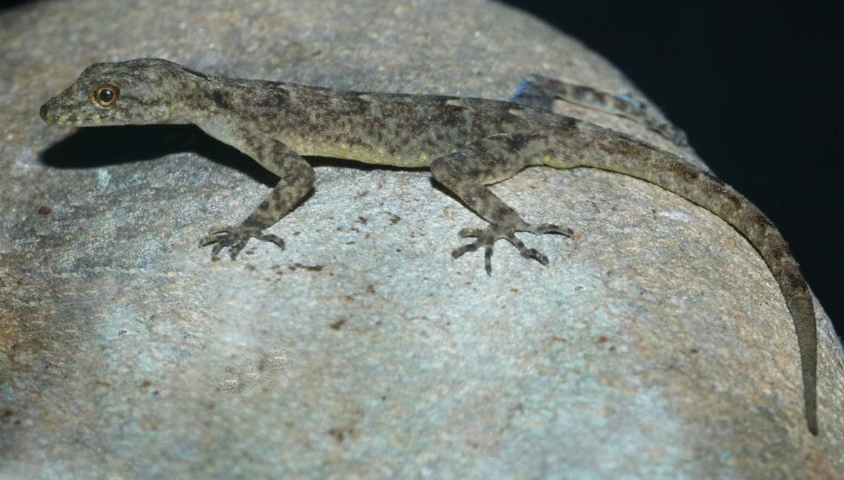 New Diurnal Gecko Species Discovered on Brahmaputra River Banks in Assam