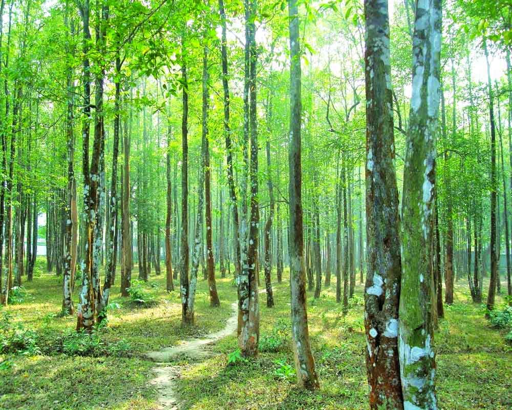 Tripura Seeks GI Tag for Agar Wood, Plans Expansion of Cultivation to Boost Rural Economy