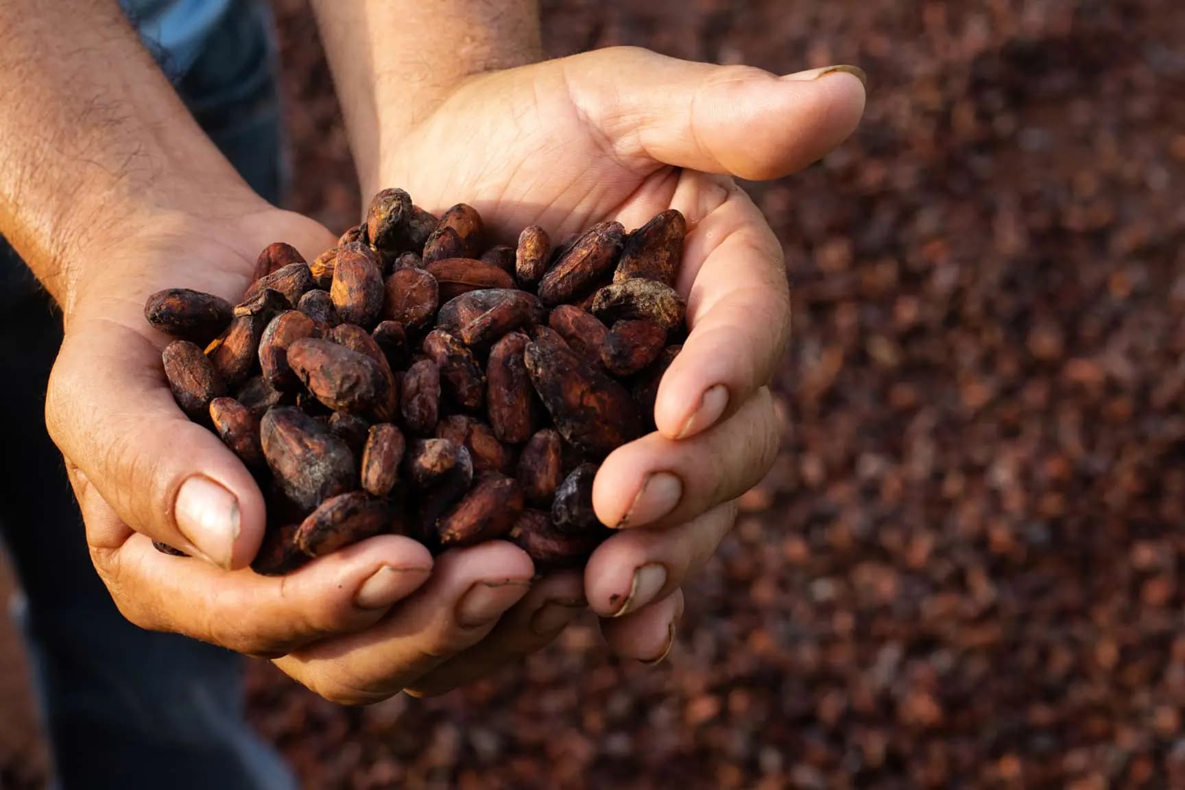 Assam eyes cocoa cultivation boom to transform farming and cut India’s import reliance