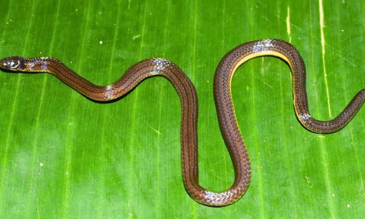 Garo Hills reed snake