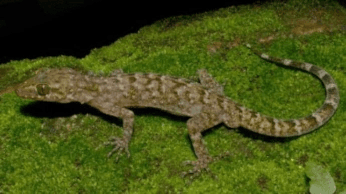 New Gecko Discovery Puts Assam’s Raimona Park in Global Spotlight