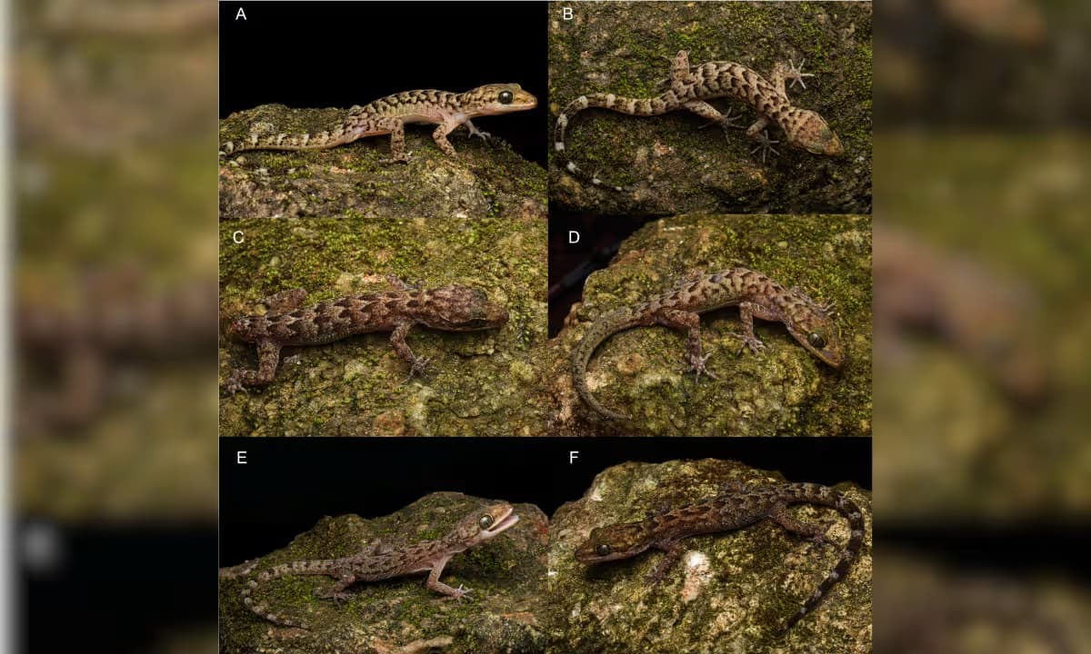 Cyrtodactylus bapme