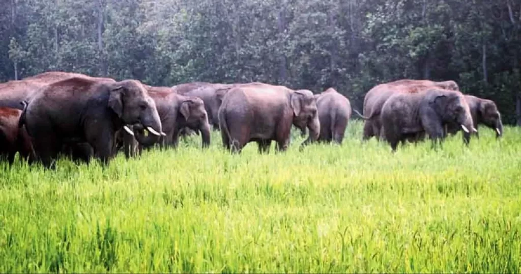 Wild Elephants Assam