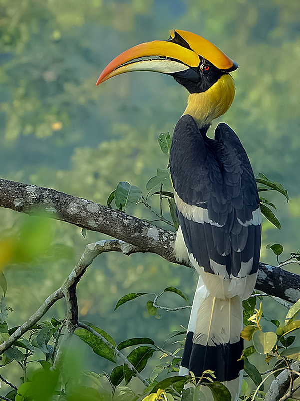 Hornbill Bird