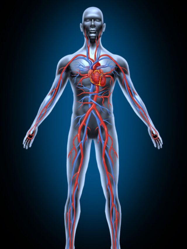 Human Blood Circulation