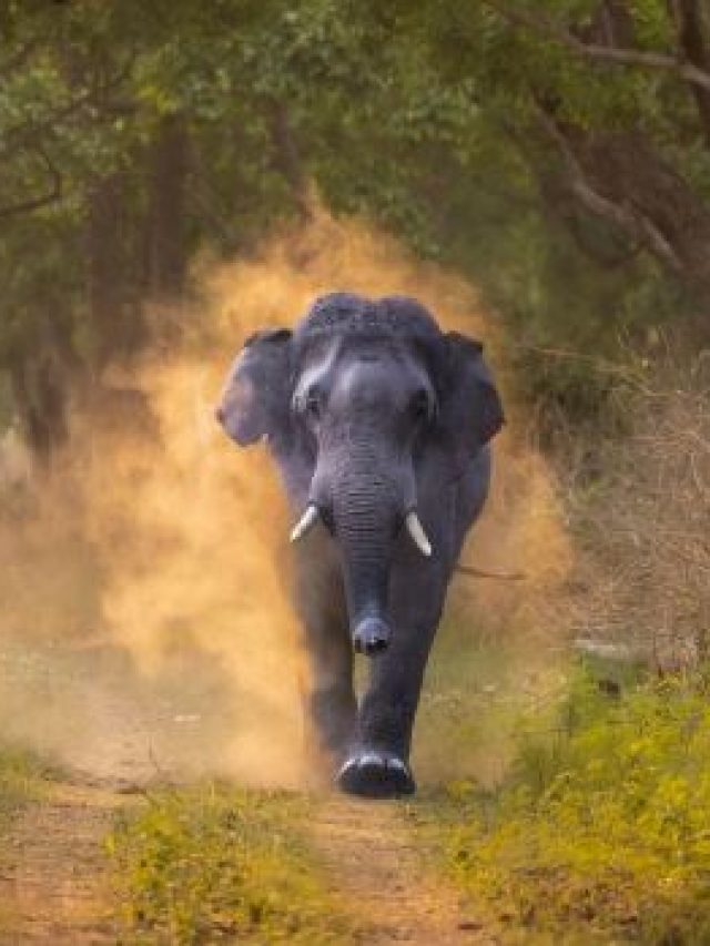Rare Animals found in India jim corbett National Park