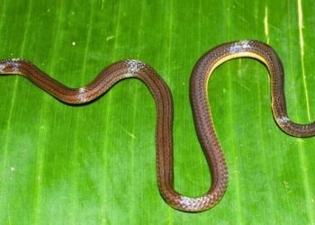 Garo Hills reed snake
