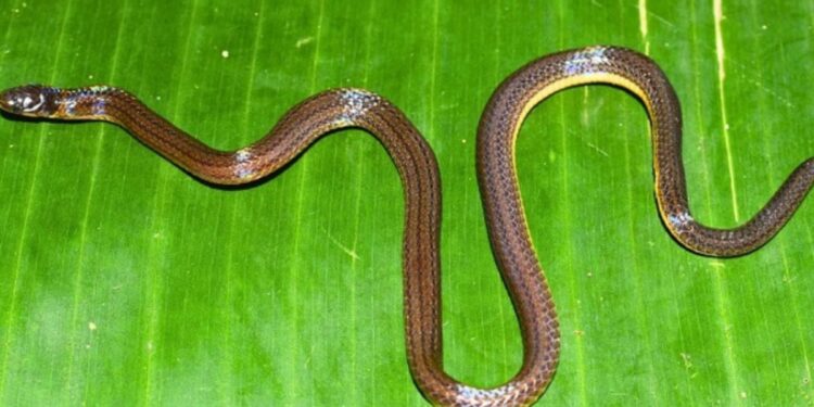 Garo Hills reed snake